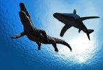Alligator and Shark