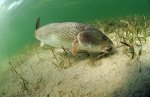 Redfish Feeding