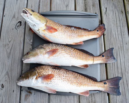 Louisiana Redfish