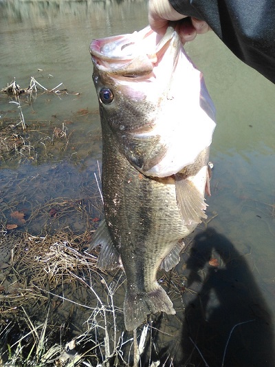 9 lb Bass on Noblett Lake