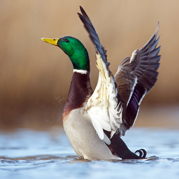 Mallard Duck on a Louisiana Lake