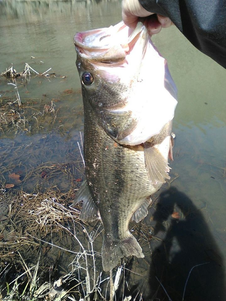 9 lb Missouri Bass