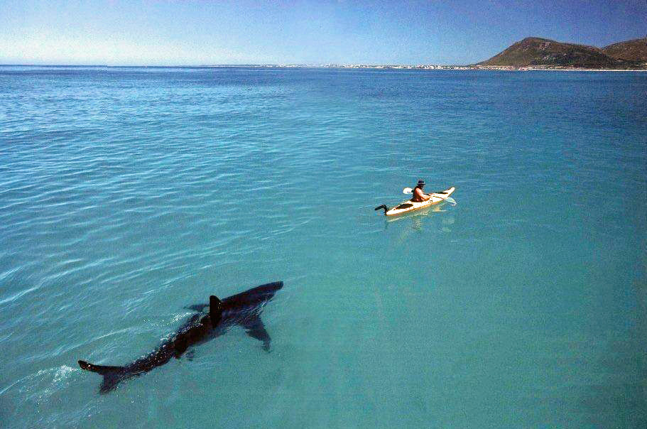 Great White Shark Following a Kayak