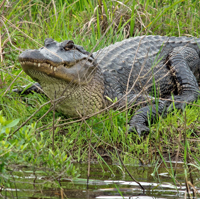 Alligator on the Bank of a Bayou