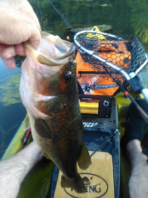 Bass on Taneycomo Lake in MIssouri