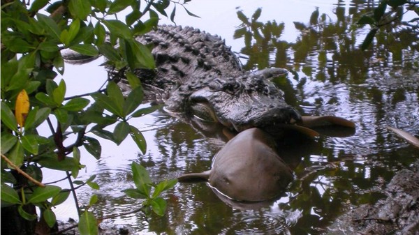 Alligator Eating A Nurse Shark