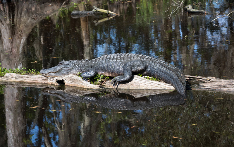 Alligator Resting on a Log