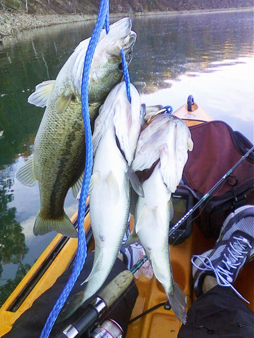Several Nice Bass from Lake Norfork