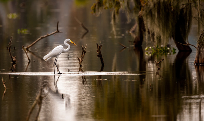 Egret in a Louisiana Swamp