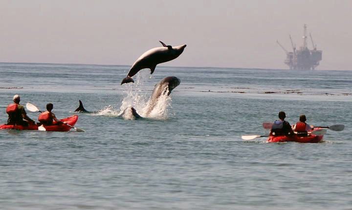 Dolphins Leaping Near Kayakers