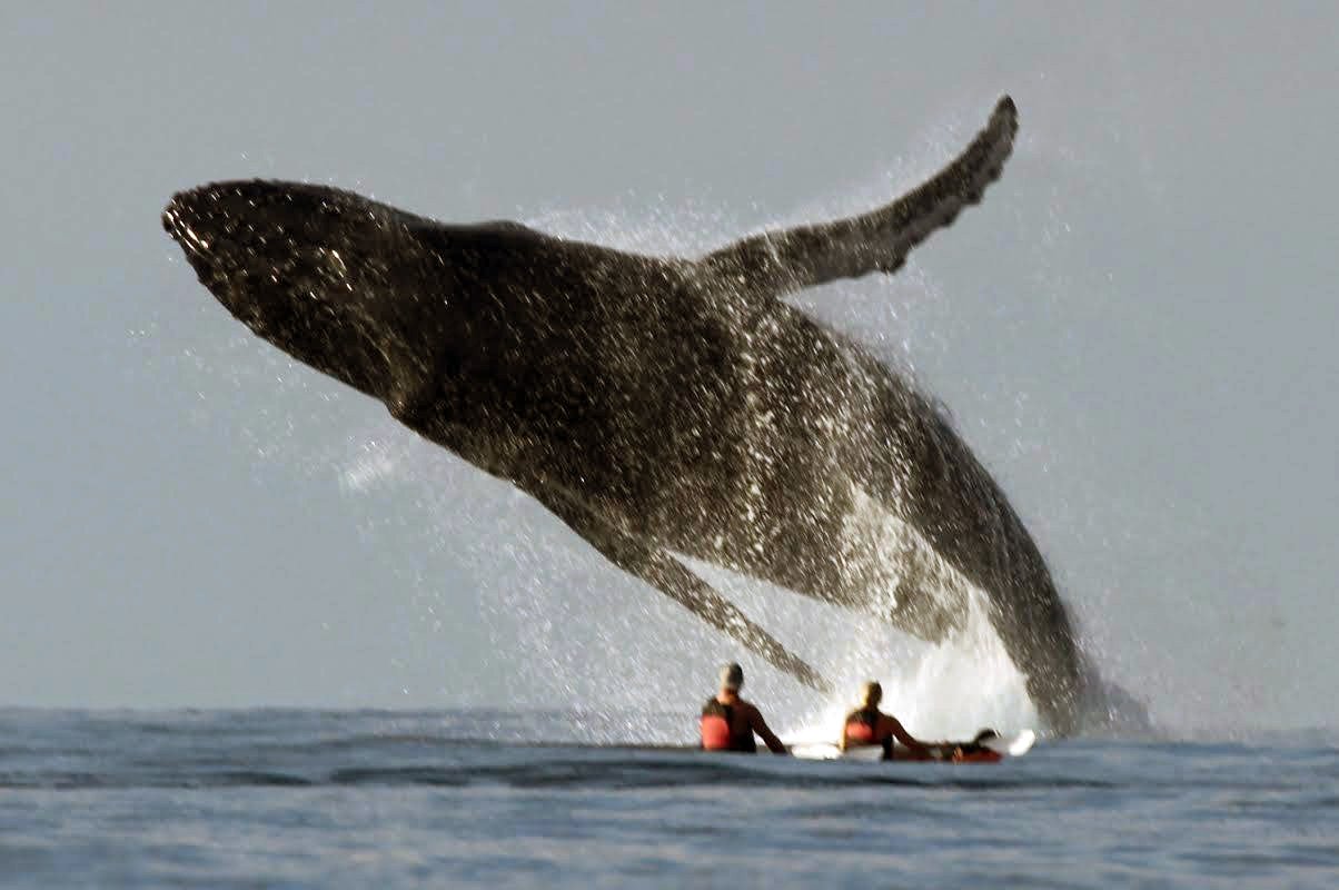 Kayaking With Huge Whales