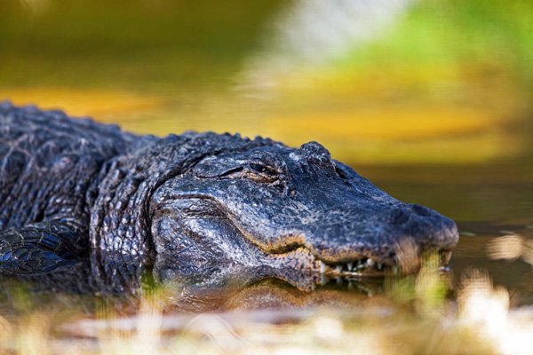 Large Alligator Keeping an Eye on Me