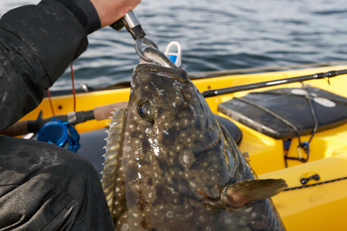 No Fish Too Big for a Kayak