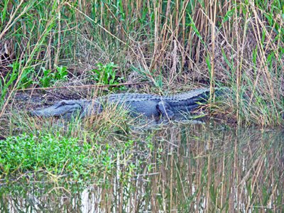 Large Alligator Near Her Den