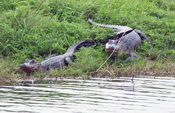 Two Alligators Resting on the Bank